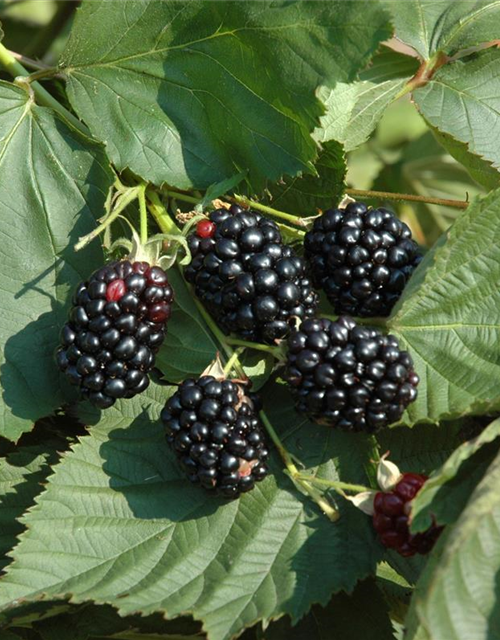 Rubus fruticosus 'Theodor Reimers'