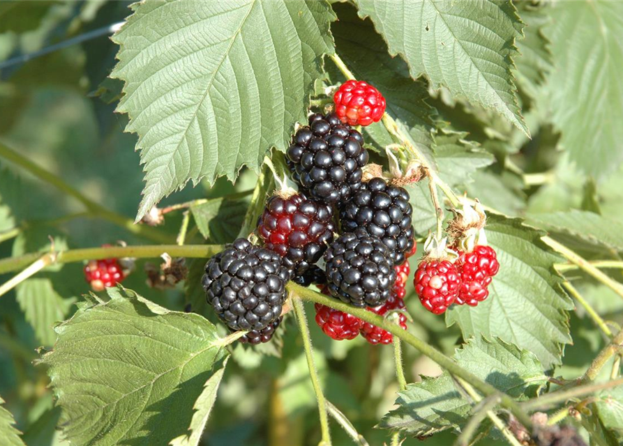 R Rubus fruticosus 'Navaho'®