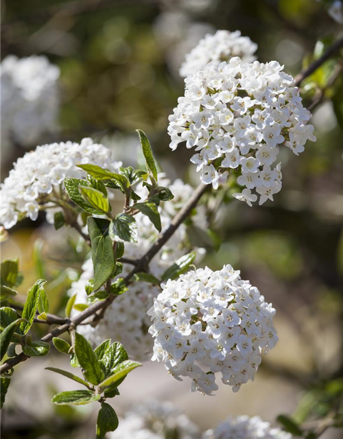 Viburnum burkwoodii 'Anne Russel'