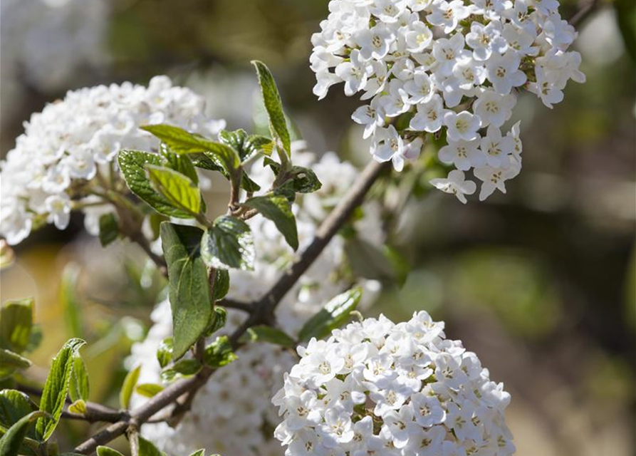 Viburnum burkwoodii 'Anne Russel'