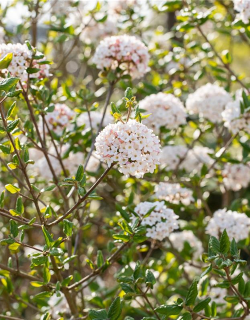 Viburnum burkwoodii 'Anne Russel'