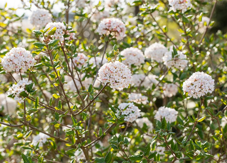 Viburnum burkwoodii 'Anne Russel'