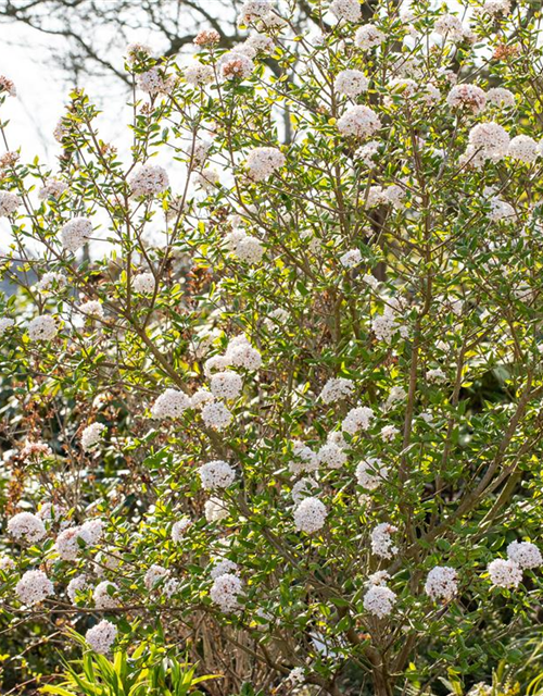 Viburnum burkwoodii 'Anne Russel'