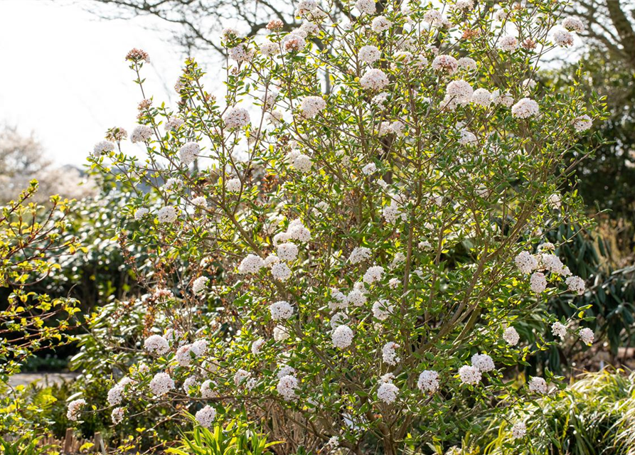 Viburnum burkwoodii 'Anne Russel'