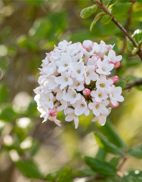 Viburnum burkwoodii 'Anne Russel'