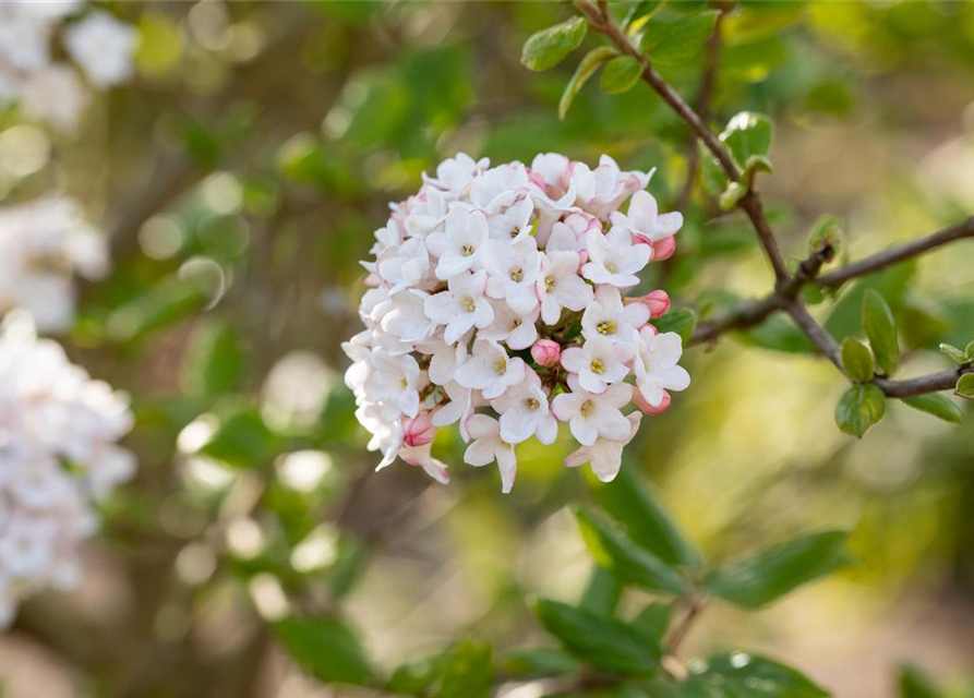 Viburnum burkwoodii 'Anne Russel'