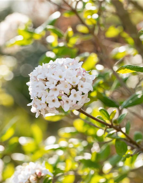 Viburnum burkwoodii 'Anne Russel'