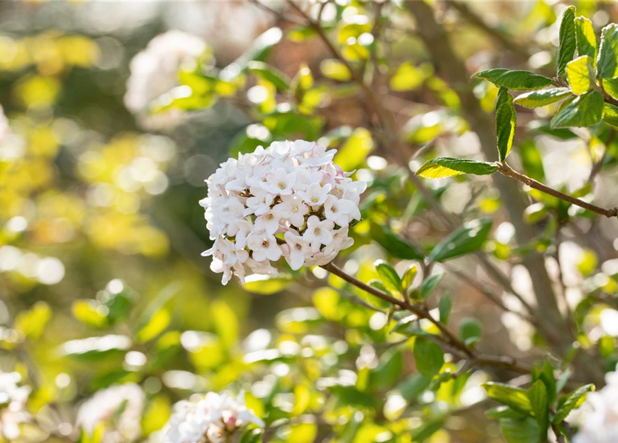 Viburnum burkwoodii 'Anne Russel'