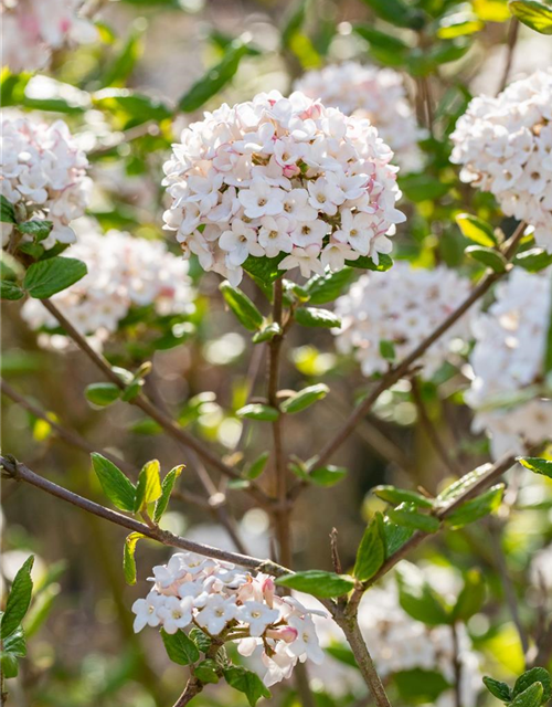 Viburnum burkwoodii 'Anne Russel'