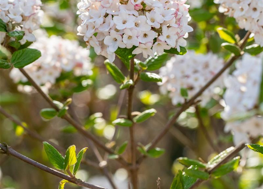 Viburnum burkwoodii 'Anne Russel'