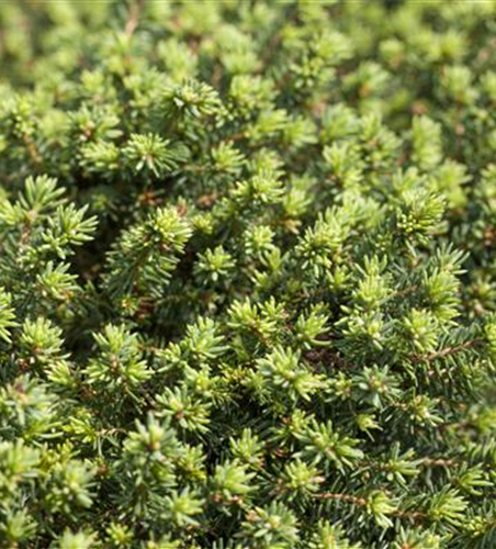 Picea abies 'Little Gem'