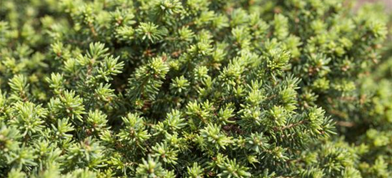 Picea abies 'Little Gem'