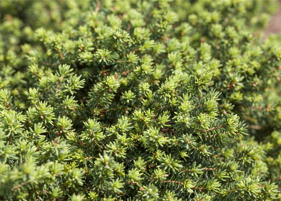 Picea abies 'Little Gem'