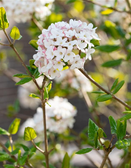 Viburnum burkwoodii 'Anne Russel'