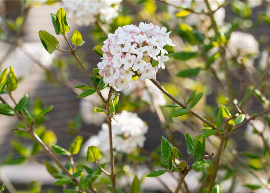 Viburnum burkwoodii 'Anne Russel'