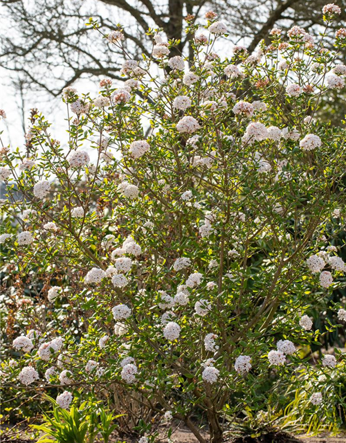 Viburnum burkwoodii 'Anne Russel'