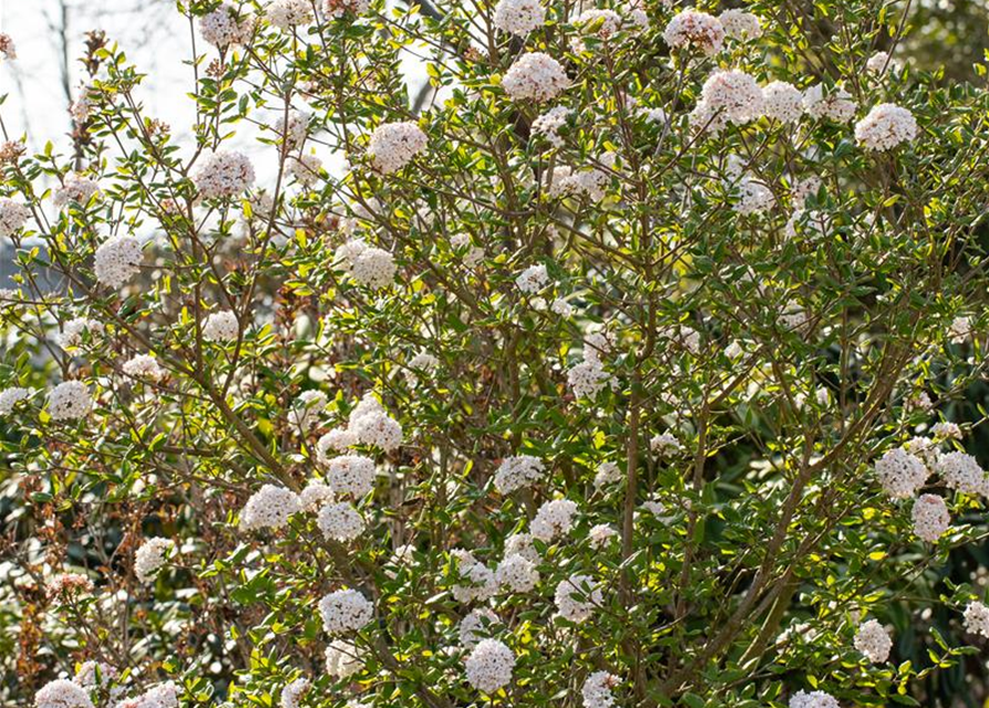 Viburnum burkwoodii 'Anne Russel'