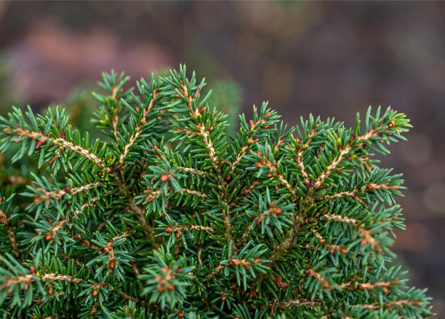 Picea abies 'Little Gem'