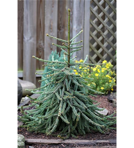 Picea abies 'Loreley'