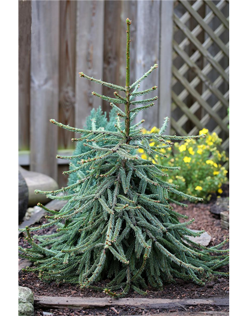 Picea abies 'Loreley'