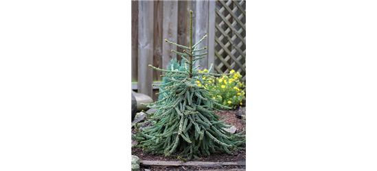 Picea abies 'Loreley'