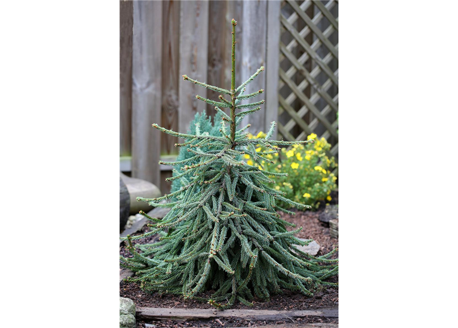 Picea abies 'Loreley'