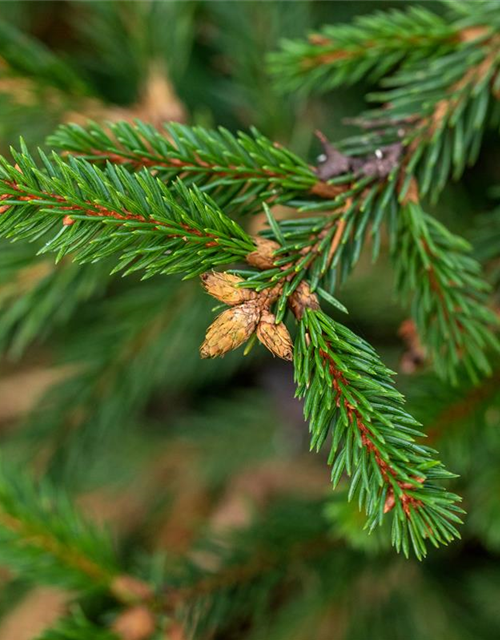 Picea abies 'Loreley'