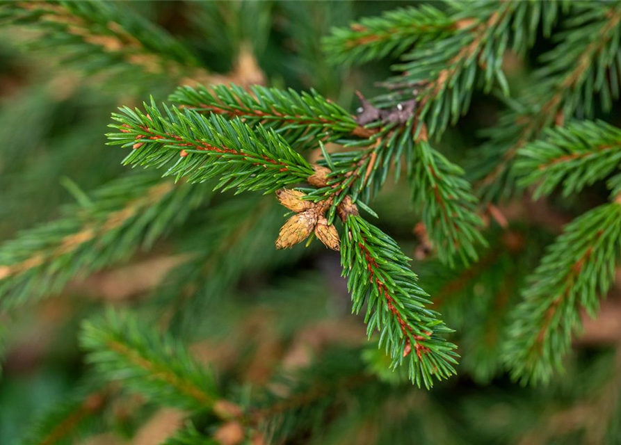 Picea abies 'Loreley'