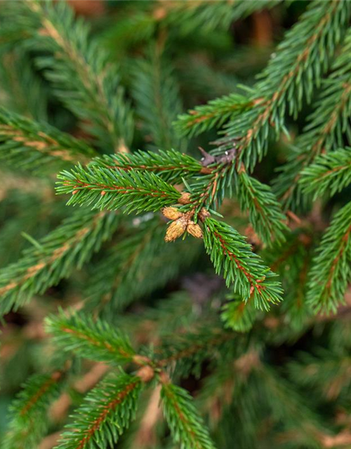 Picea abies 'Loreley'