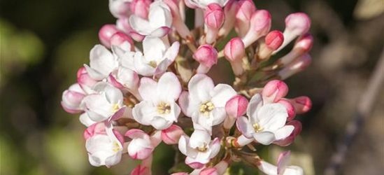 Viburnum farreri 'December Dwarf'