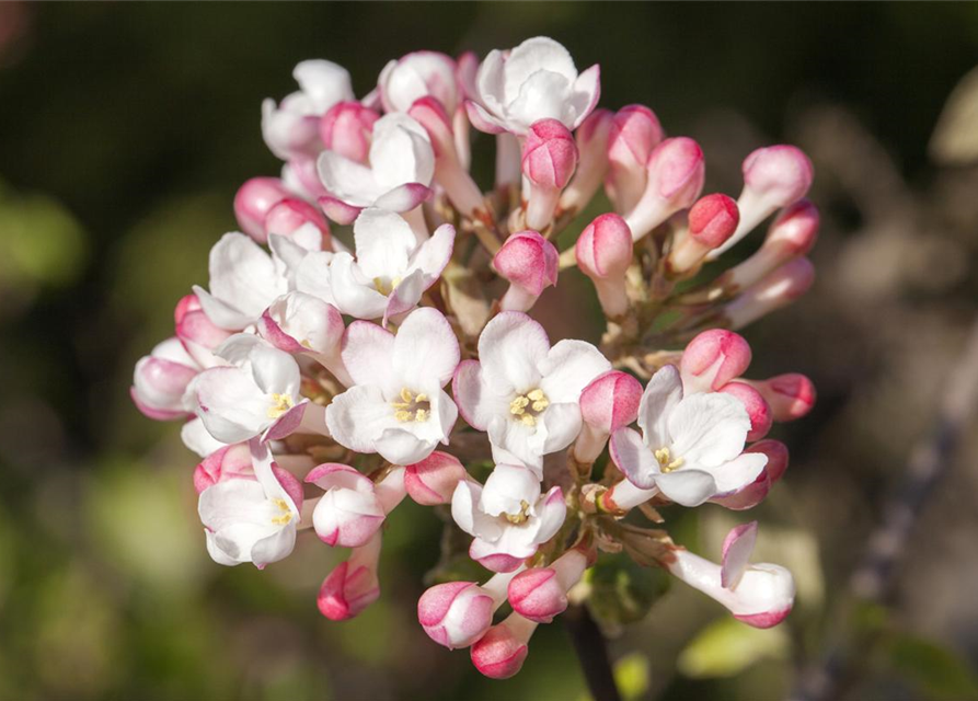 Viburnum farreri 'December Dwarf'