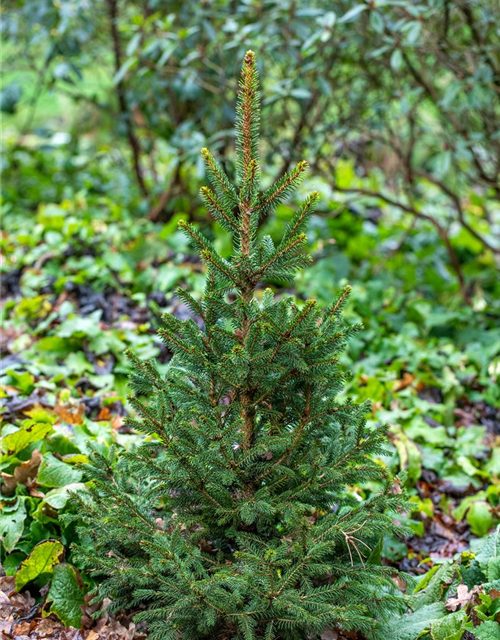 R Picea abies 'Will's Zwerg'