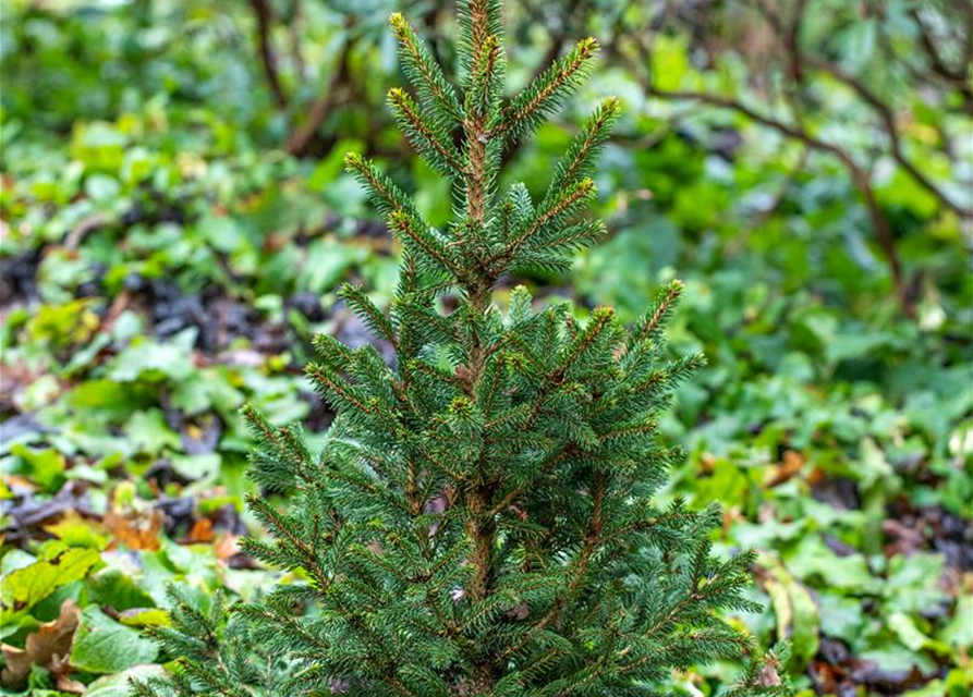 R Picea abies 'Will's Zwerg'