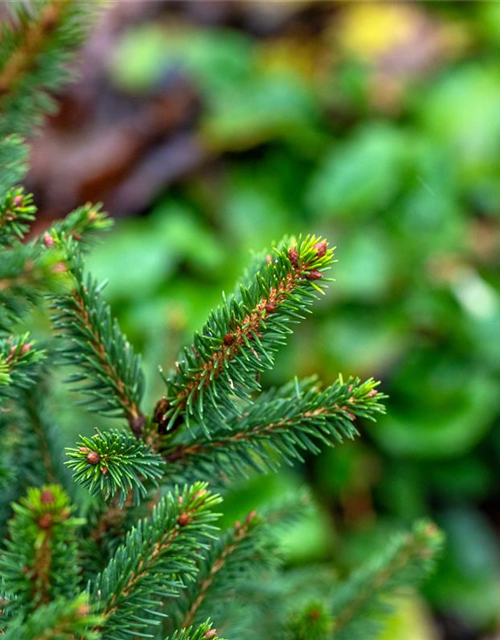 R Picea abies 'Will's Zwerg'