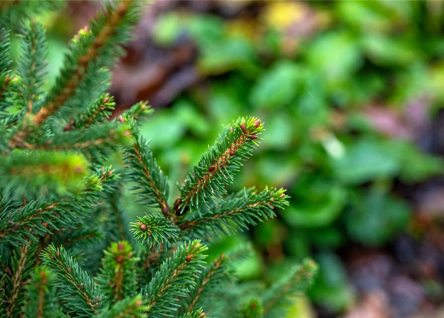 R Picea abies 'Will's Zwerg'