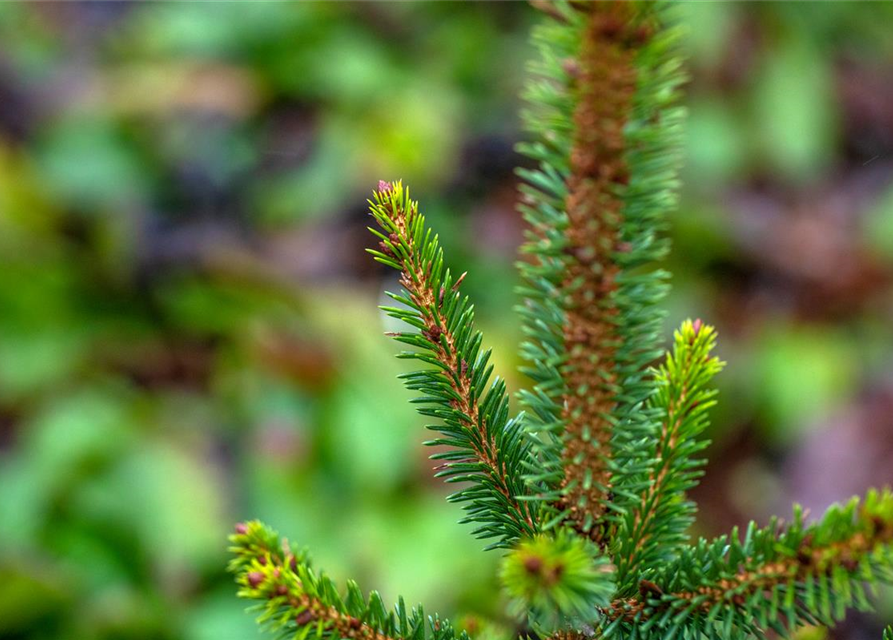 R Picea abies 'Will's Zwerg'