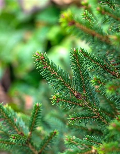 R Picea abies 'Will's Zwerg'