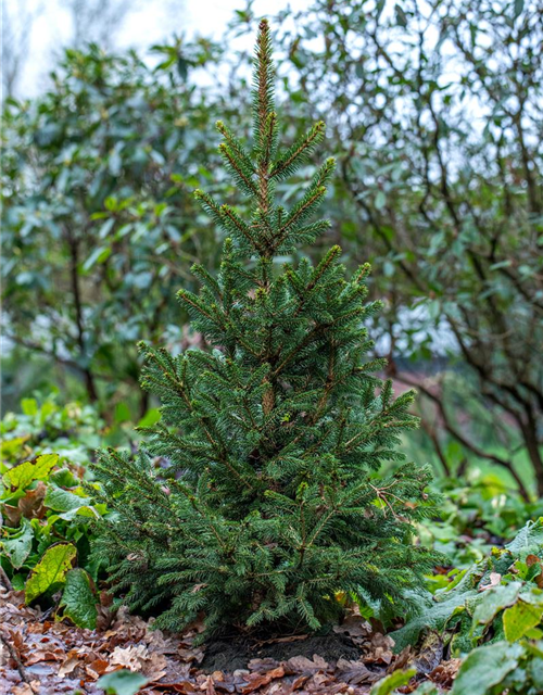 R Picea abies 'Will's Zwerg'