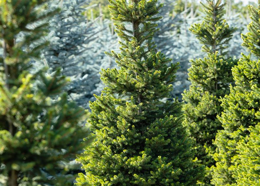 R Picea abies 'Will's Zwerg'