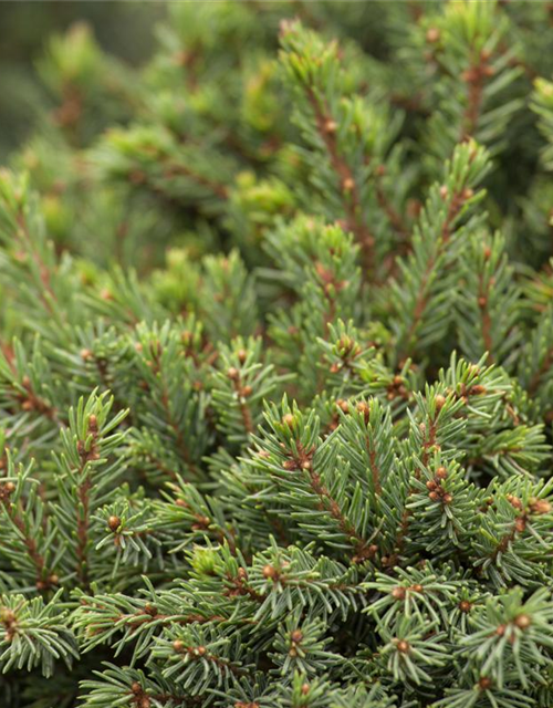 Picea glauca 'Echiniformis'