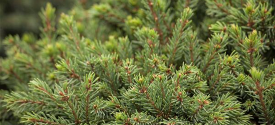 Picea glauca 'Echiniformis'