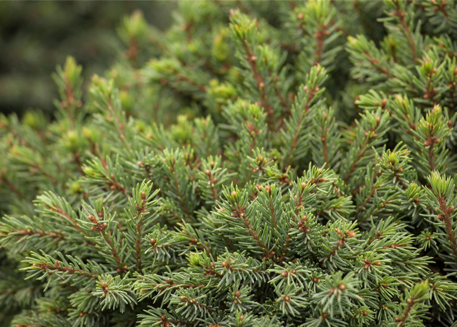 Picea glauca 'Echiniformis'