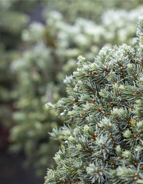 Picea glauca 'Echiniformis'