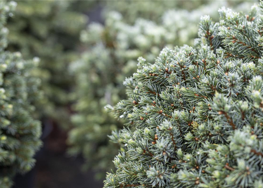 Picea glauca 'Echiniformis'