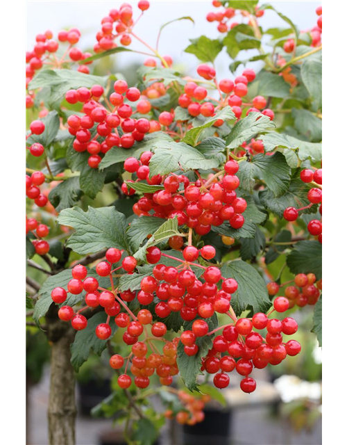 Viburnum opulus 'Compactum'