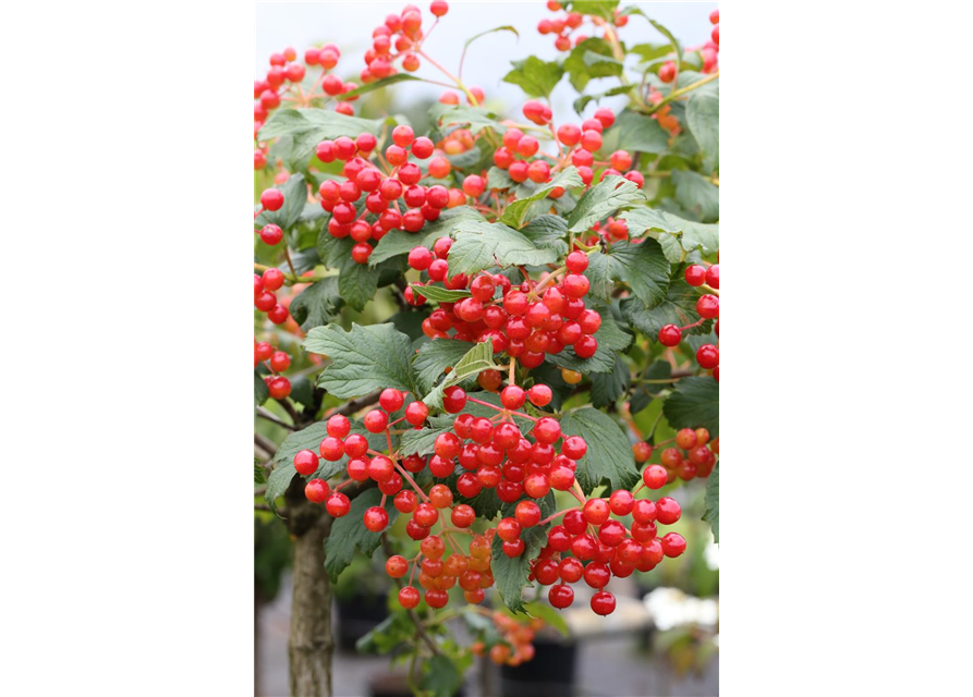 Viburnum opulus 'Compactum'