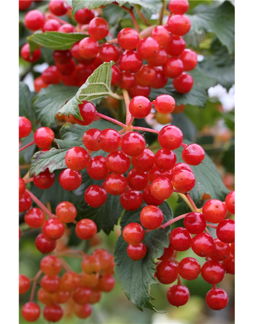 Viburnum opulus 'Compactum'