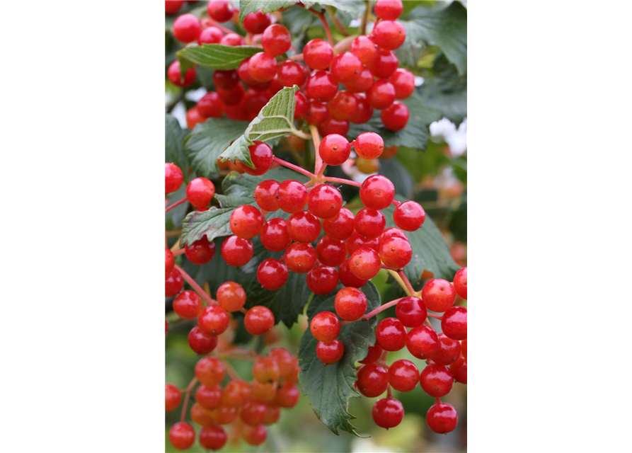 Viburnum opulus 'Compactum'