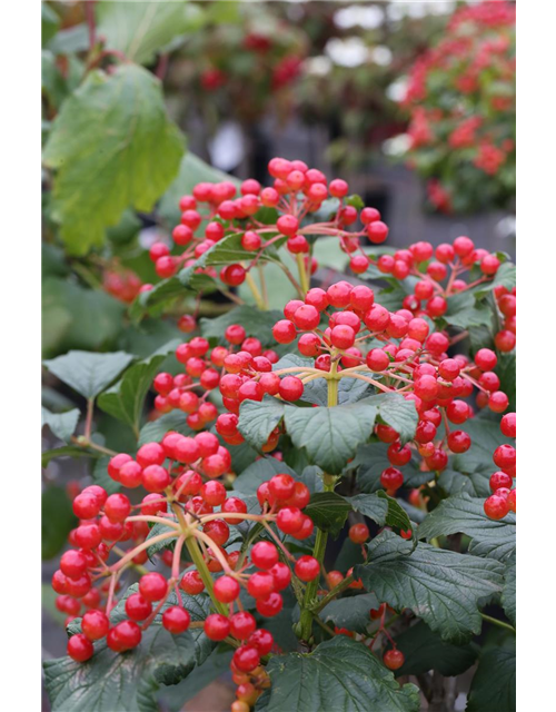 Viburnum opulus 'Compactum'