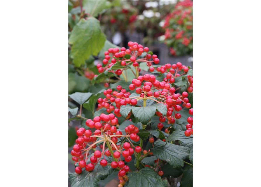 Viburnum opulus 'Compactum'